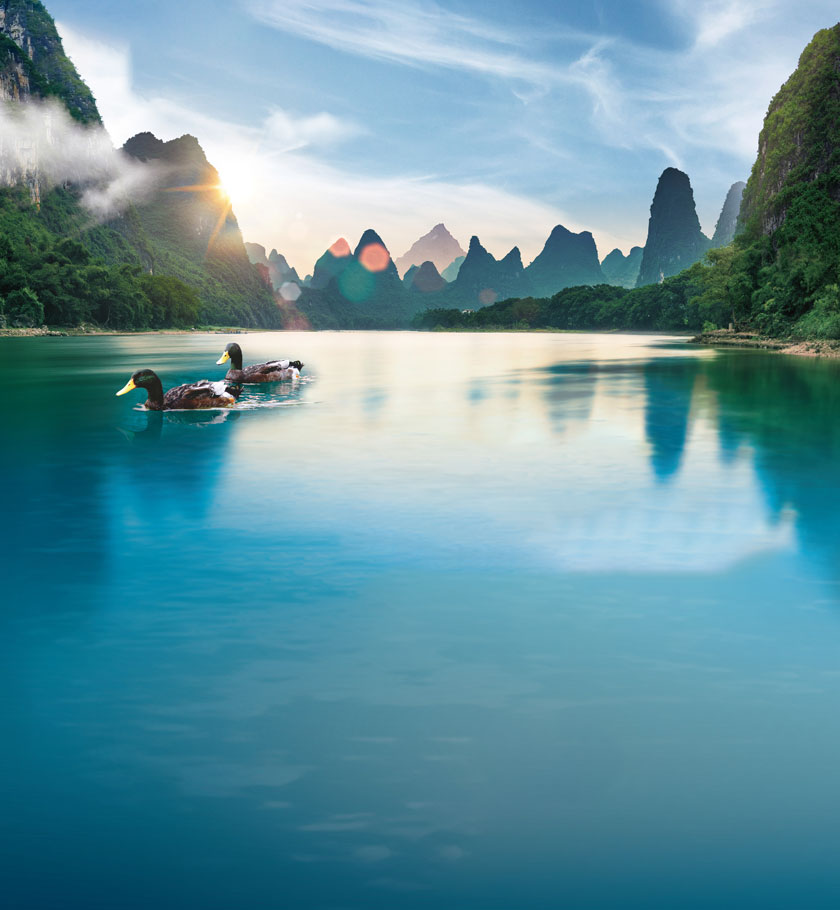 廣西(xī)綠(lǜ)頭灰鴨絨