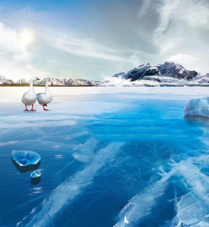 西(xī)伯利亞冰原白(bái)鵝絨