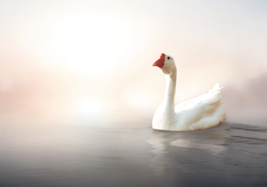 森(sēn)林(lín)湖(hú)泊，自(zì)由生(shēng)長(cháng) 白(bái)鵝絨低(dī)油脂無氣味