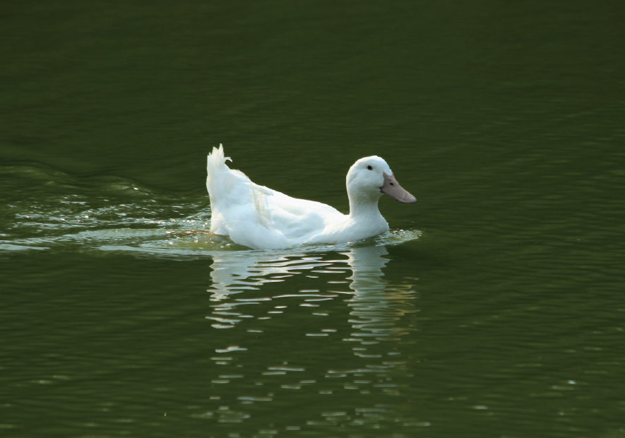 山(shān)林(lín)散養  返璞歸真 白(bái)鴨絨低(dī)油脂無氣味