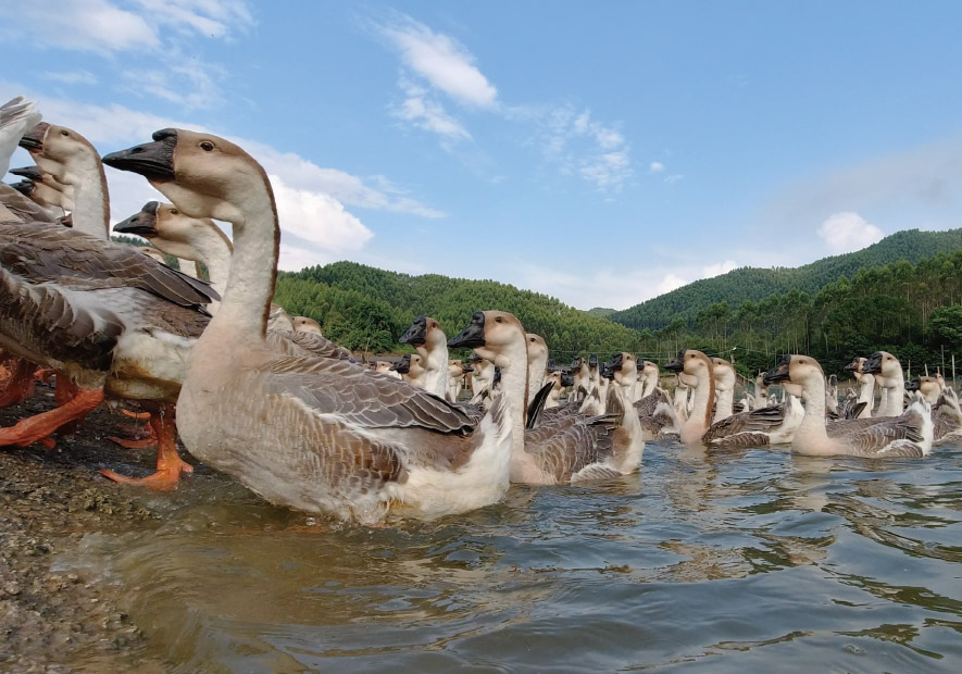 親水(shuǐ)散養  天然原生(shēng)态 低(dī)油脂無氣味  臻享自(zì)由