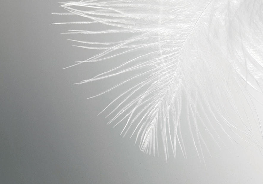 東(dōng)北(běi)大(dà)鵝  珍稀名貴 高(gāo)蓬松度  尊享雪(xuě)域絨