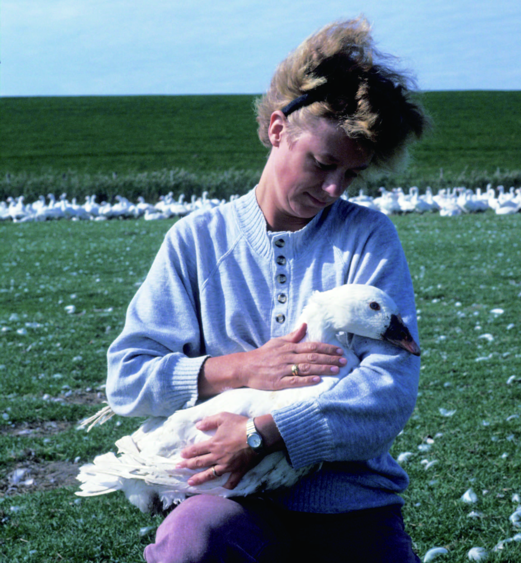 德國(guó)白(bái)鵝絨