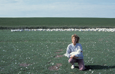 德國(guó)白(bái)鵝絨