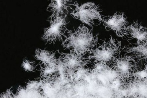 專家(jiā)教你(nǐ)如(rú)何辨别羽絨和(hé)羽絨棉