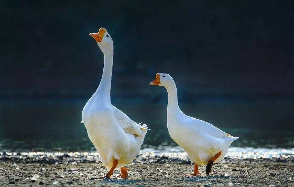 1587624708886898N1RV.jpg 1587624708886898N1RV.jpg