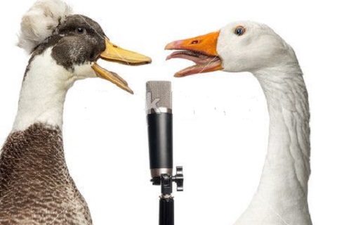 鴨絨好(hǎo)還(hái)是(shì)鵝絨好(hǎo)？看(kàn)完你(nǐ)就(jiù)知(zhī)道(dào)如(rú)何選了(le)！