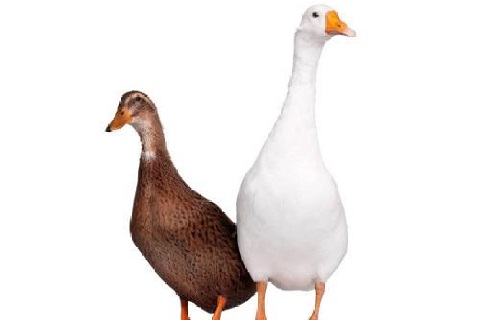 90鴨絨好(hǎo)還(hái)是(shì)90鵝絨好(hǎo)？哪個(gè)值得(de)買？