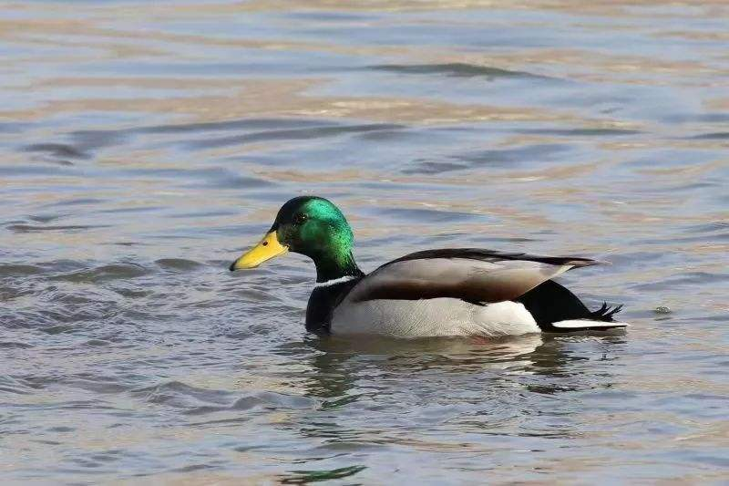 1594882374515816C20i.png 1594882374515816C20i.png