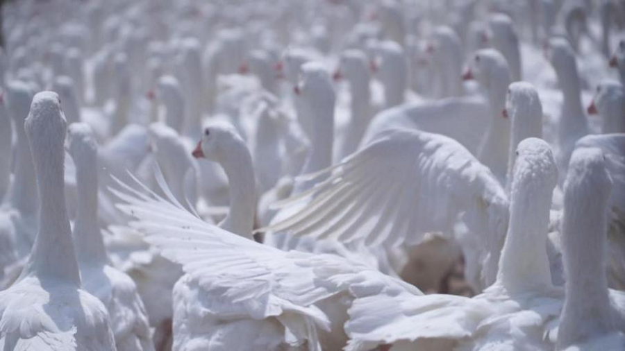 1628645038832671QipQ.png 白(bái)鵝.png