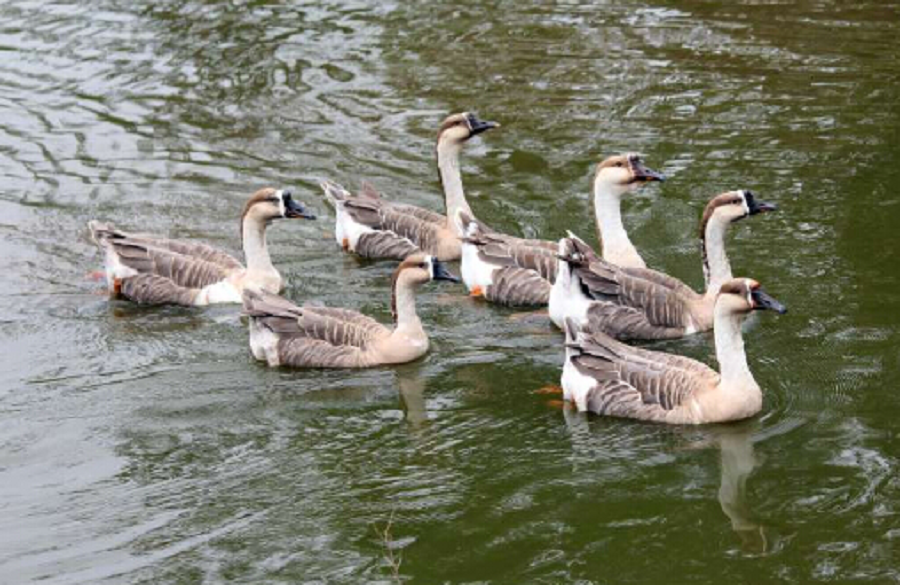 1628645160232886lCQB.png 中國(guó)廣東(dōng)獅頭灰鵝.png