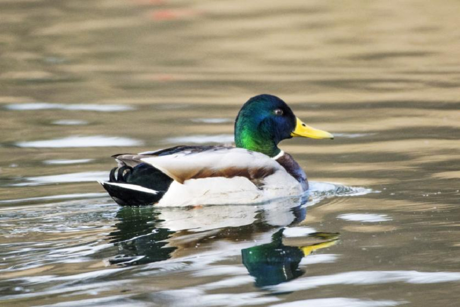 1628645207646170d4D0.png 廣西(xī)綠(lǜ)頭灰鴨.png