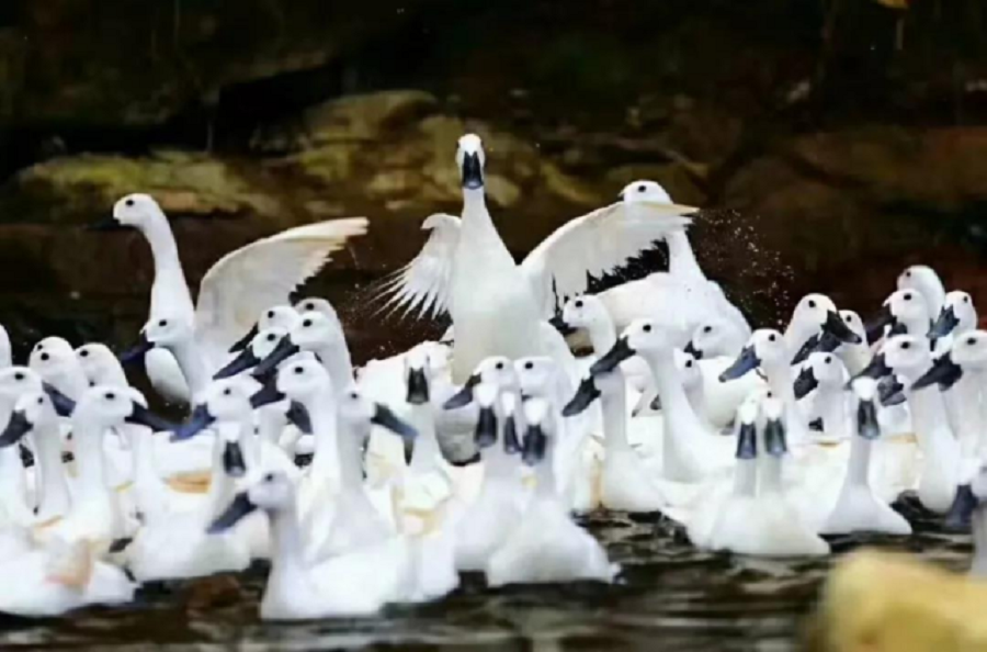 1628645235710662zzXm.png 連城(chéng)白(bái)鴨.png